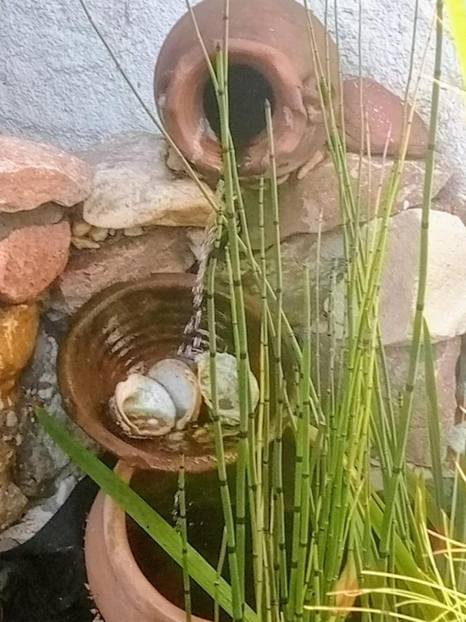 דירות קורדובה Raiz Del Cielo, Entre 2 Jardines De Ensueno מראה חיצוני תמונה